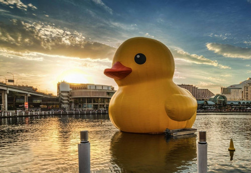Lot rubber ducks - a, of